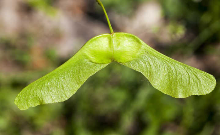 Maple Tree/Samaras aka Helicopter seeds