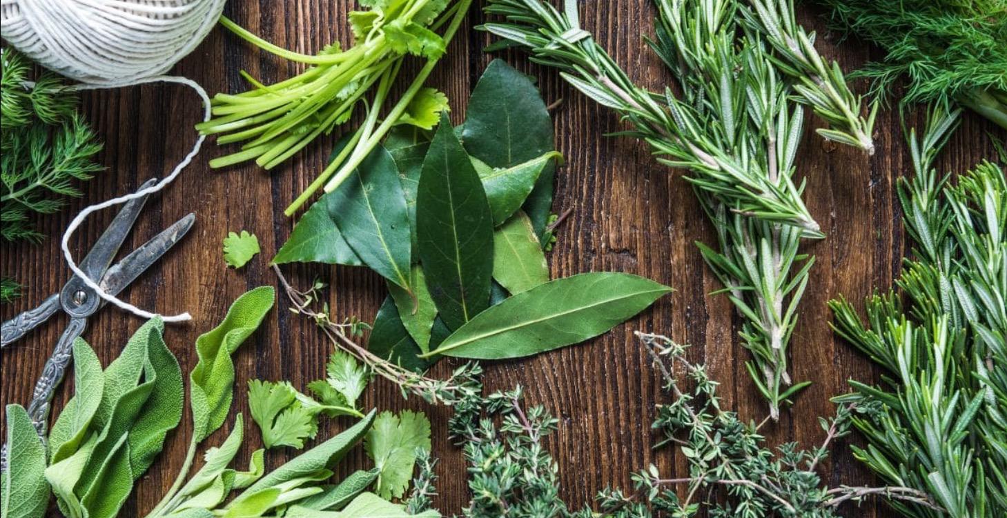 Directory of Common Herbs