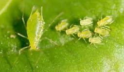 Garden Pests