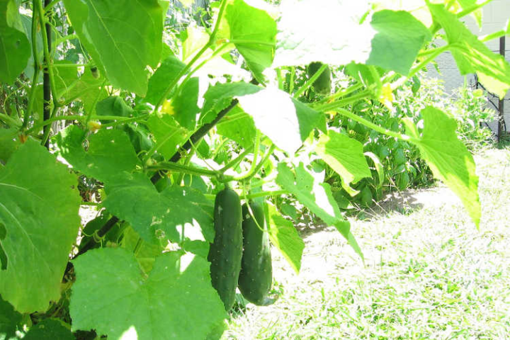 Growing Cucumbers!