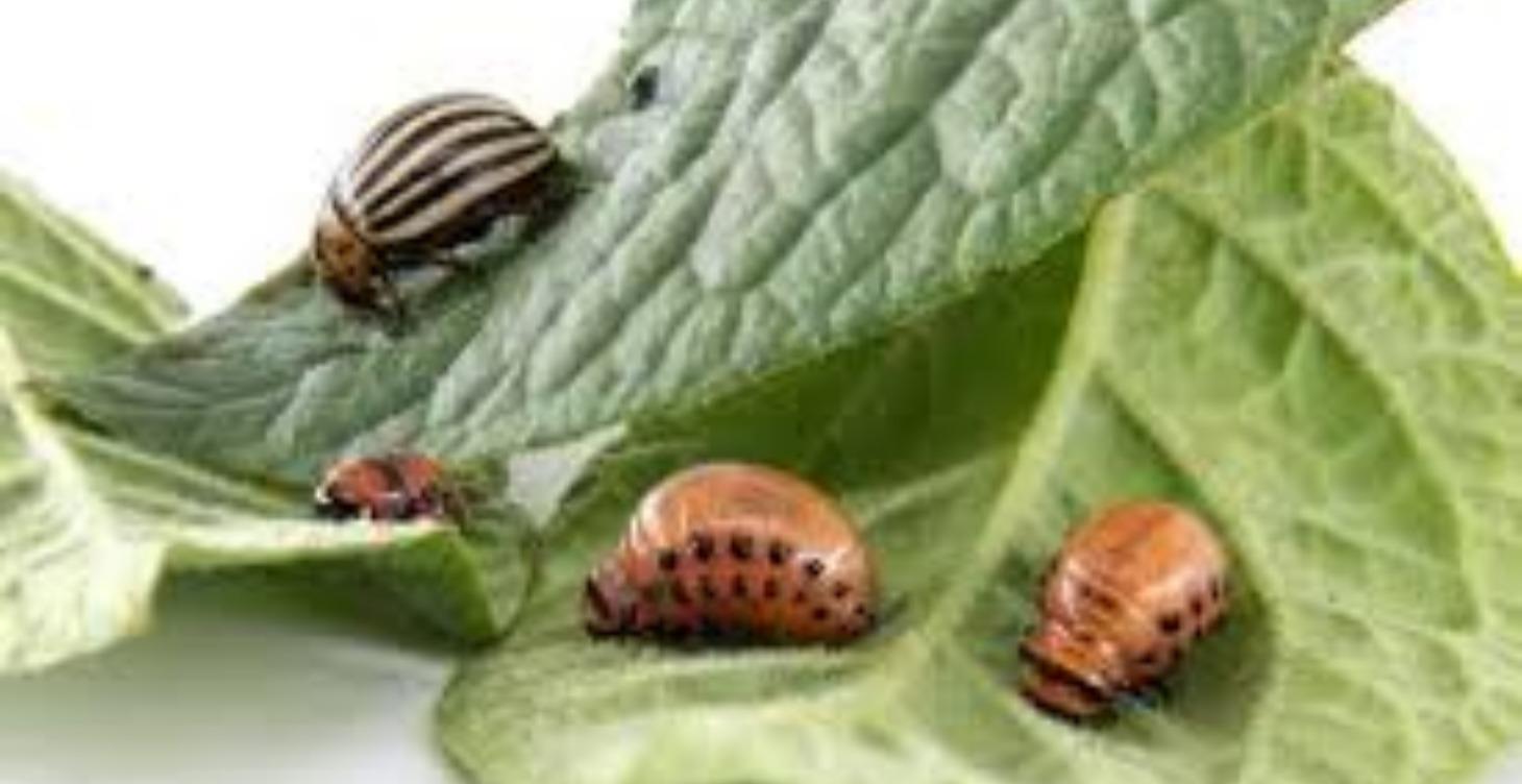 Common Garden Pest and how to get rid of them!