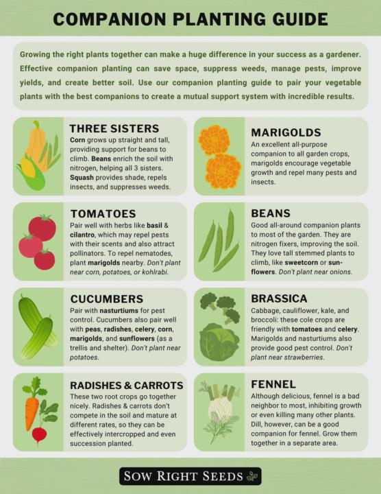 Companion Planting 