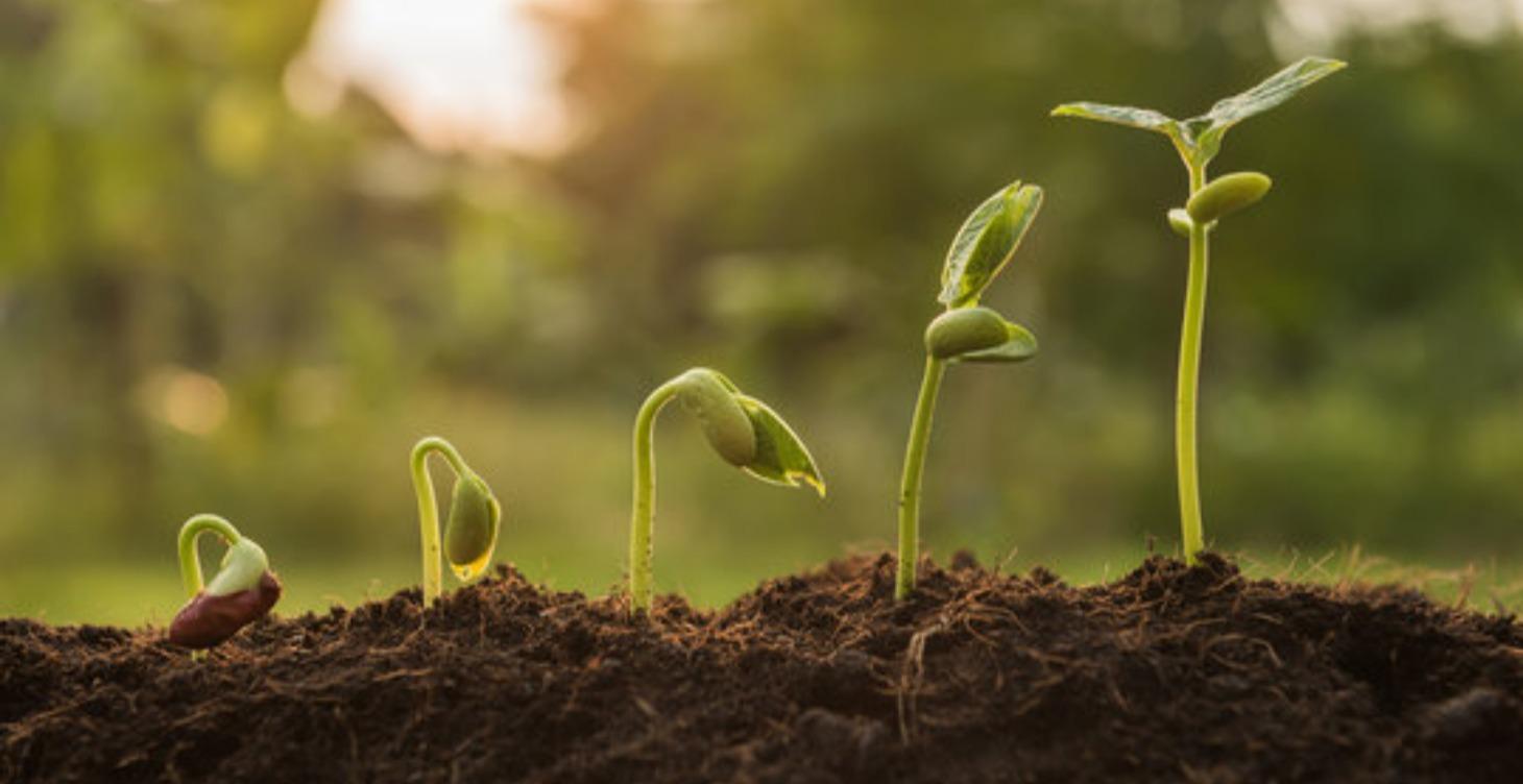 Vegetable Growth Chart