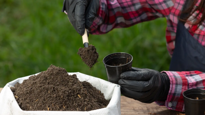 Mushroom Compost