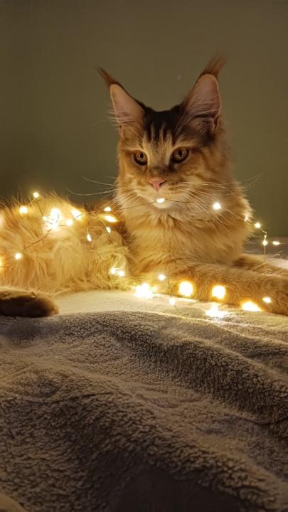 Мирослав Иванов