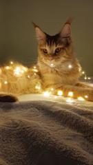 Мирослав Иванов