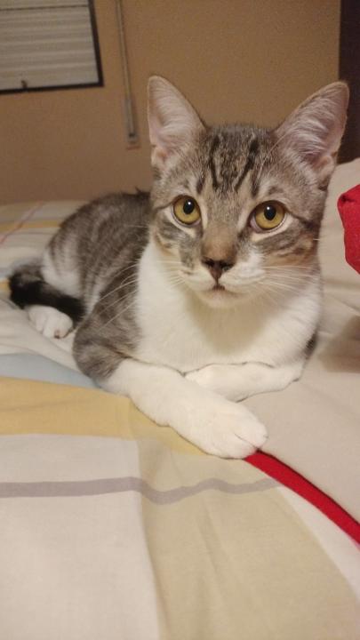 Joan Didac Avila Caldas