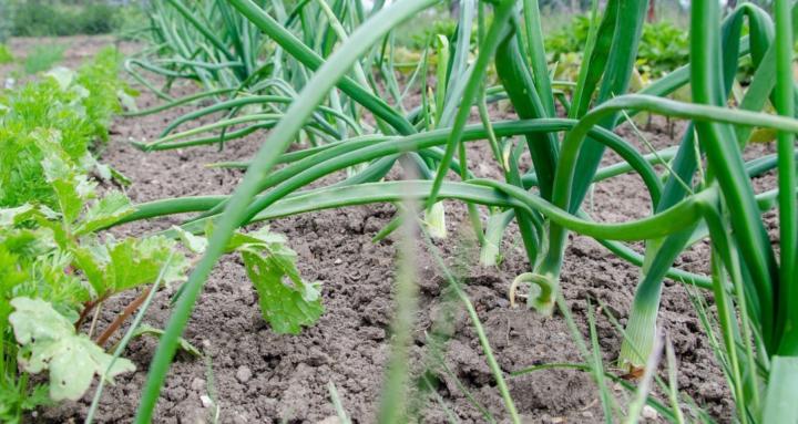 Oogst.app moestuin club