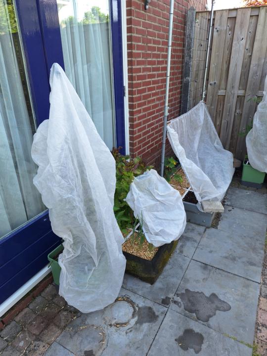 Hoe gaat het met jullie moestuin? 