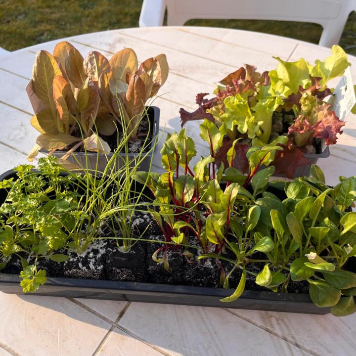 Eerste plantjes :-) 