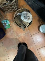 Francesca Violet Salmon