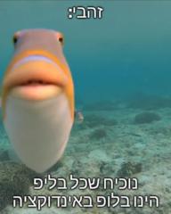 סתיו שכני