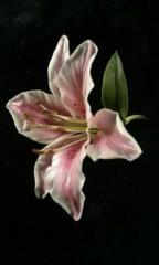 Lily N