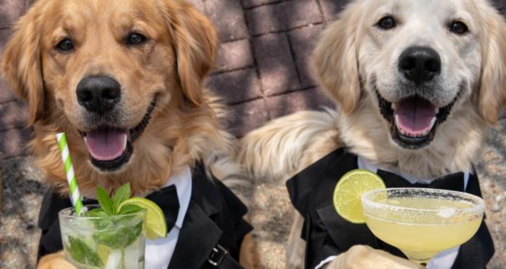 The At-Home Cocktail Club