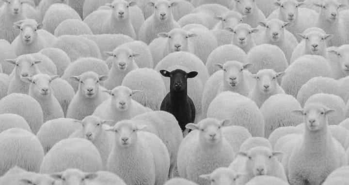 NBA -- Next Big Agent