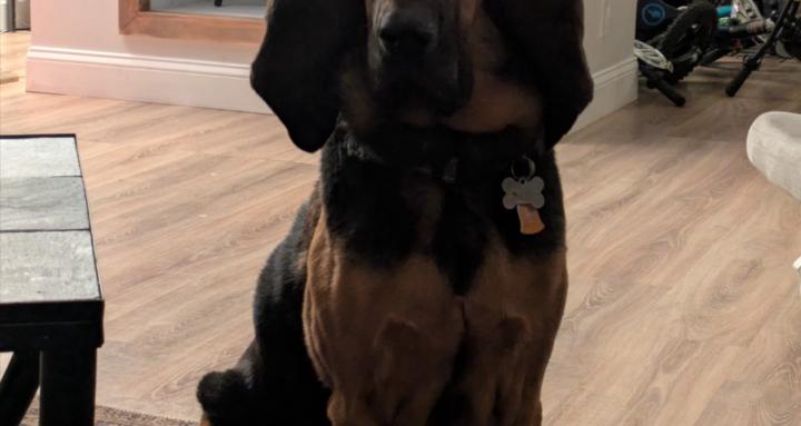 Small engine trouble shooting 