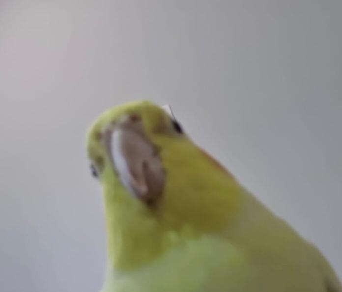 Eduarda Rodrigues de Matos