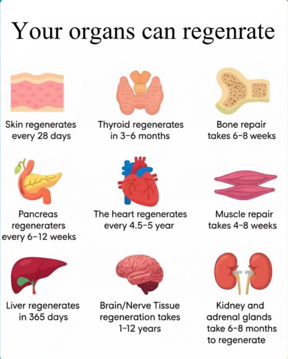 Your organs can regenerate 