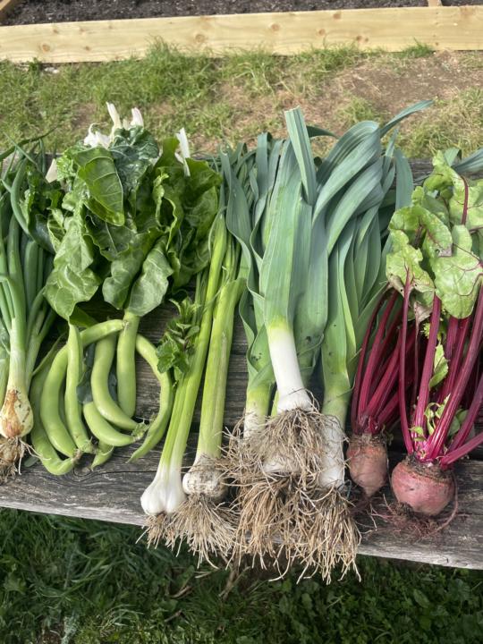 Home Grown Vegetables 