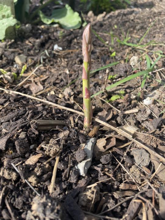 Grow Baby Grow
