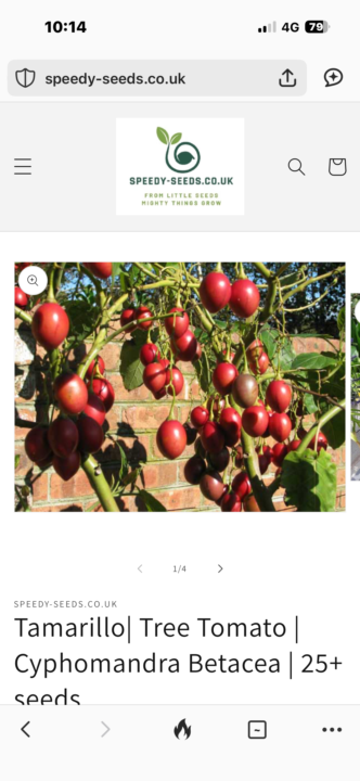 Tamarillo Tree 