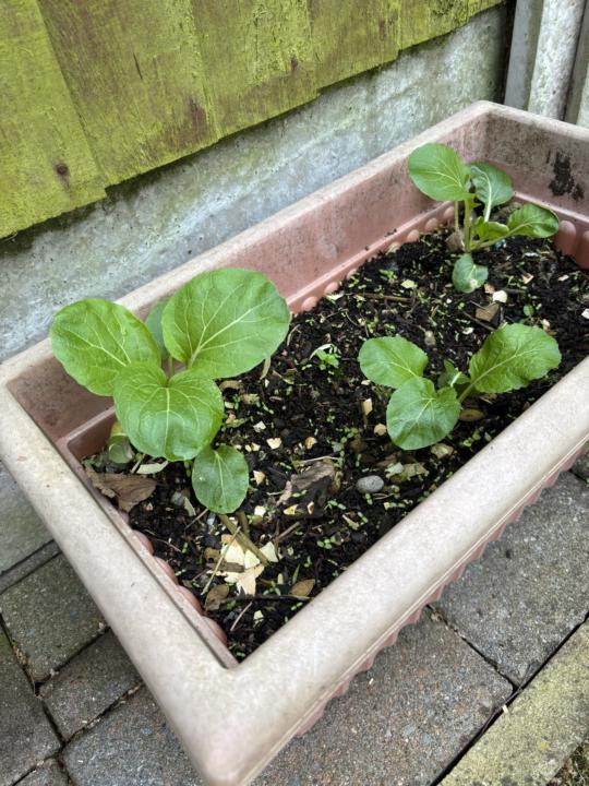 Pak Choi 🥬