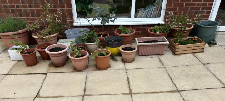 Container Growing Inspo…