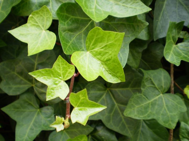English Ivy