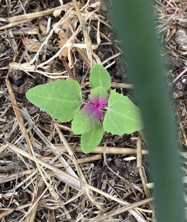 Goosefoot plant