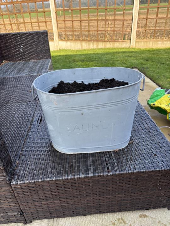 Sowing Peas 🫛