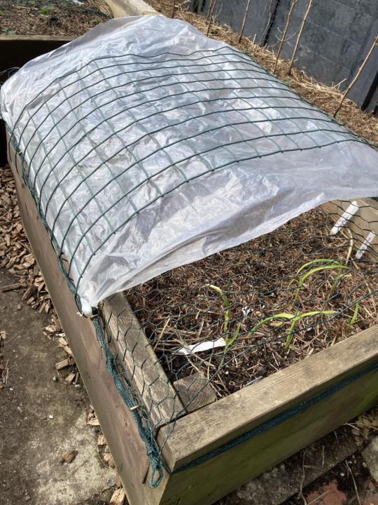 Vine hooks on raised beds