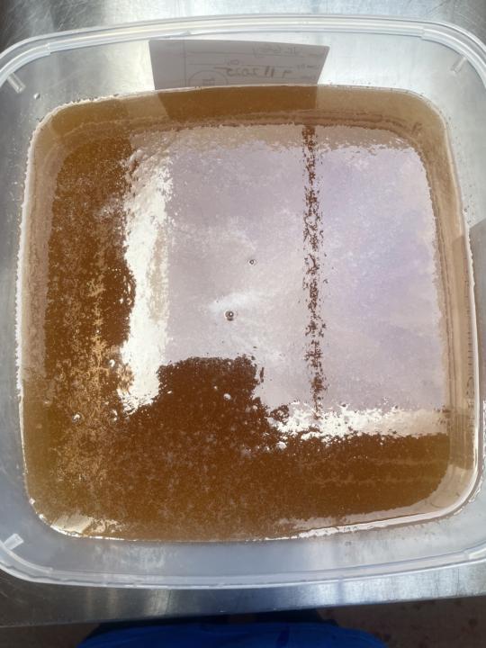 Honey
