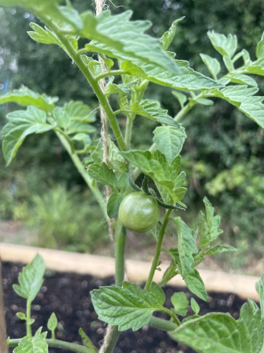 Progress in the gardens 