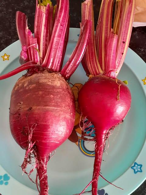 First beets 