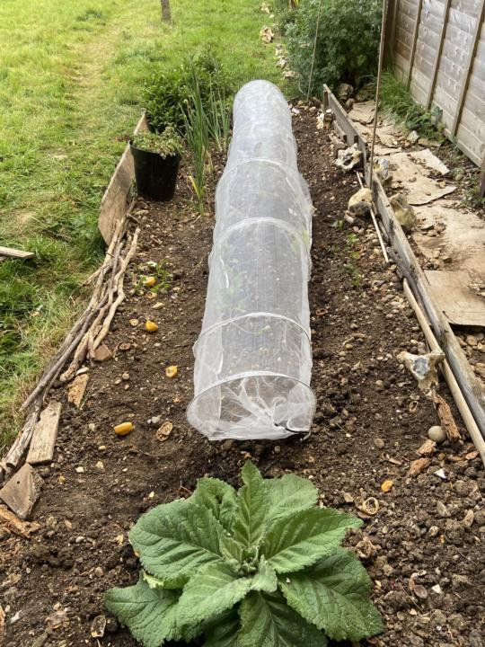 Veg patch