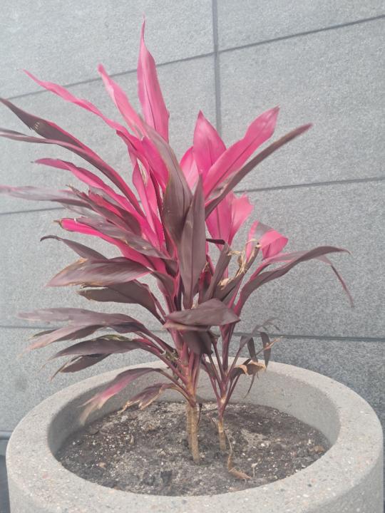 Kathlyn Colimon-Favard