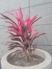 Kathlyn Colimon-Favard