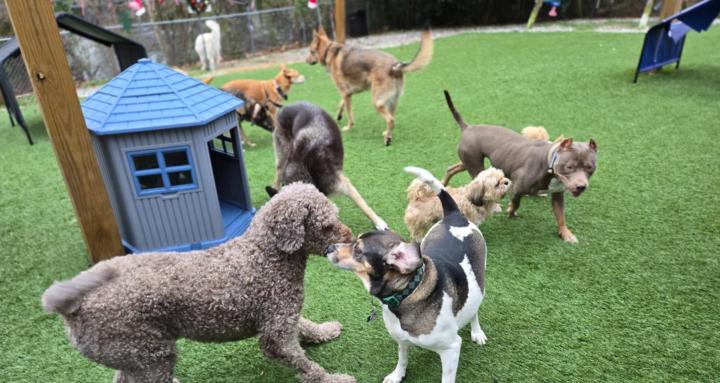 Dappy Dayz Dog University