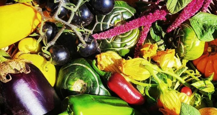 The Green Thumb Guild