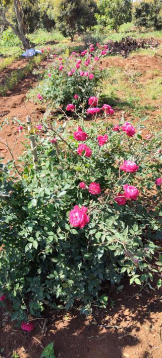 42_Làm gì khi có quá nhiều đối thủ giỏi trong thị trường dạy tiếng Việt?