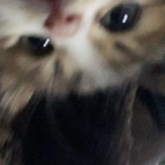 Lenhh R