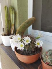 Zuzana Viglaska valachova