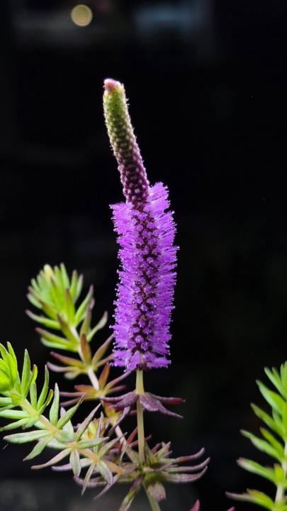 One of my favorite stem plants, guess this plant!?!