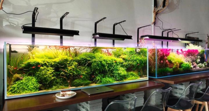 Worldwide Aquascaping