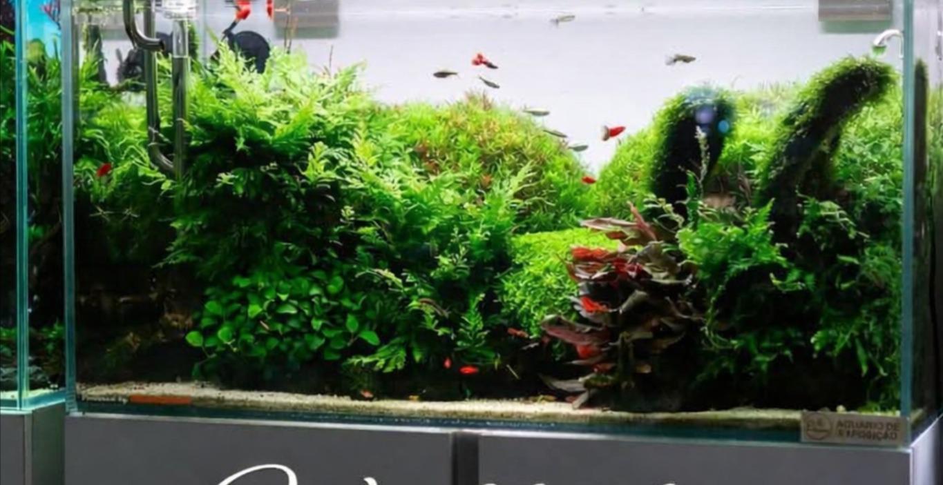 The great water change debate: