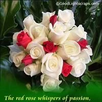 Shazia F