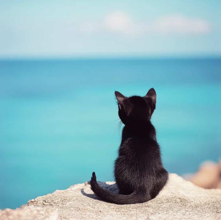 陳 嘉浩