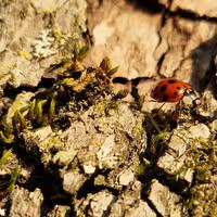 Natalie Sidler-Vrticka