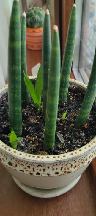 Екатерина Дончева