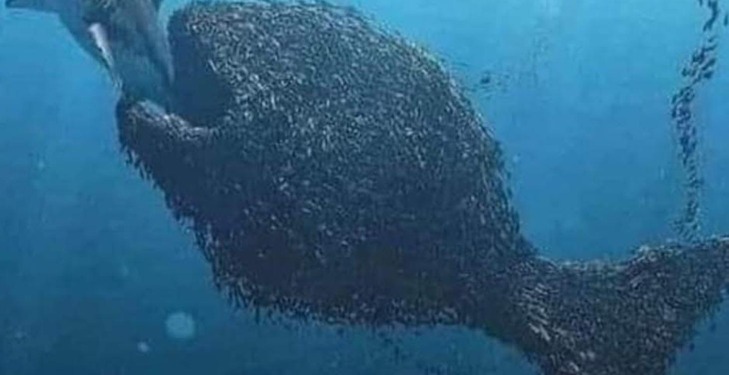 Learn what a DAO is...